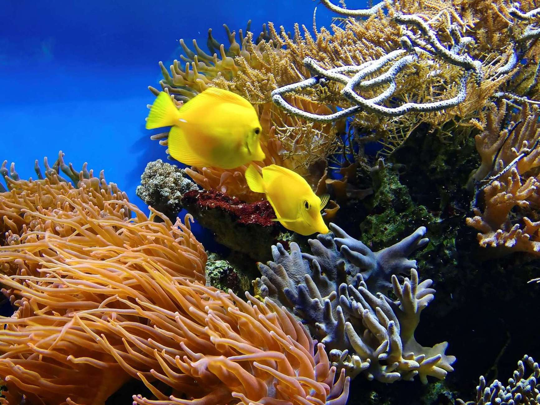 У вас є унікальна можливість взяти шефство над коралом. Для цього необхідно зануритися в кораловий сад і вибрати собі «підопічного». Спостерігати за підопічним можна за допомогою фотозвітів, що приходитимуть з готелю