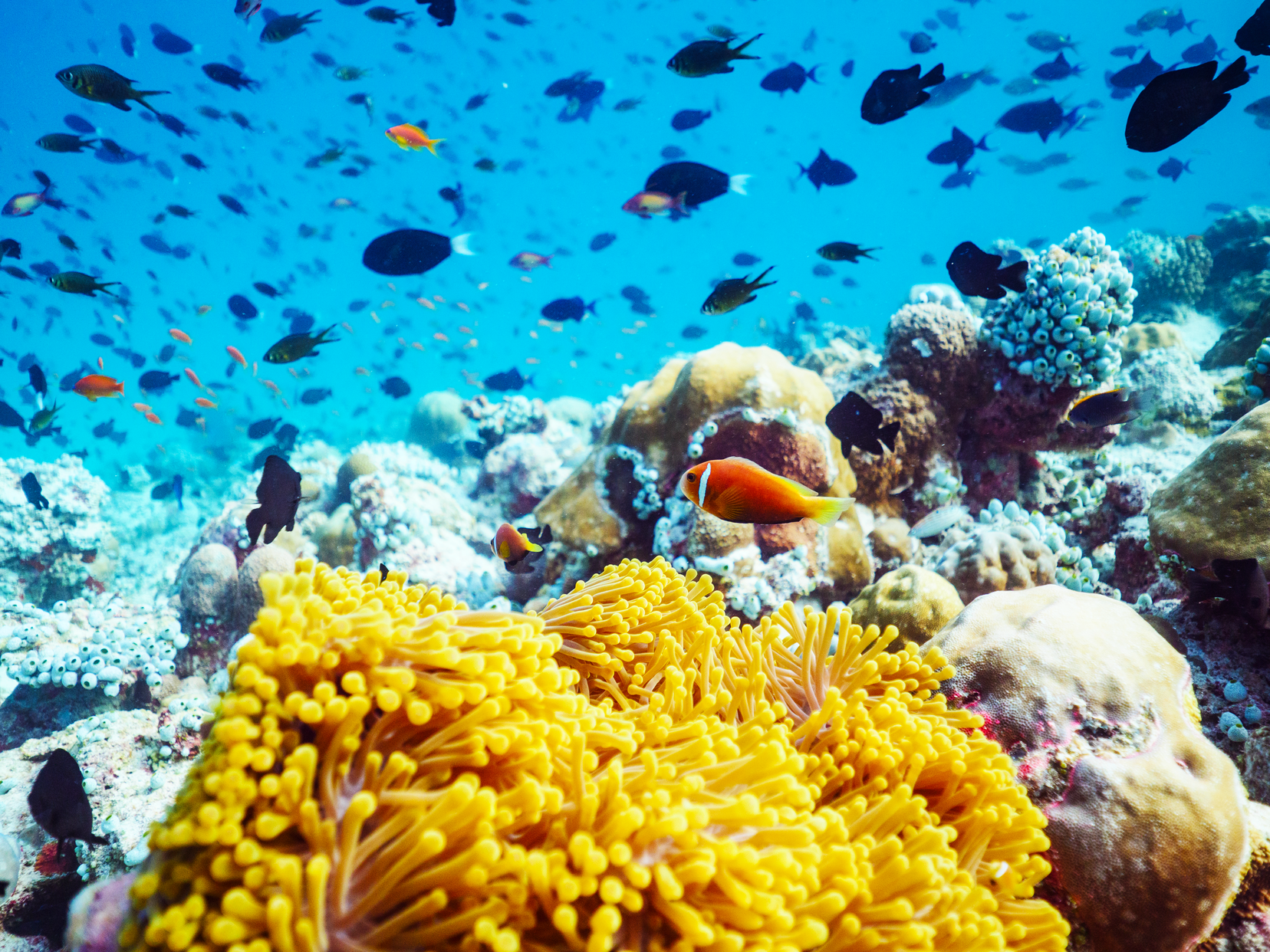 Острів оточує блакитна лагуна, у водах якої безліч різнобарвних морських жителів. Плавайте з маскою, занурюйтесь у глибини коралових рифів або просто засмагайте на м'якому піску - тут будь-який відпочинок - райський.