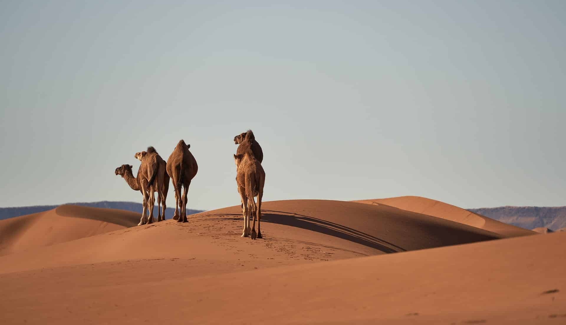 Марракеш Марракеш