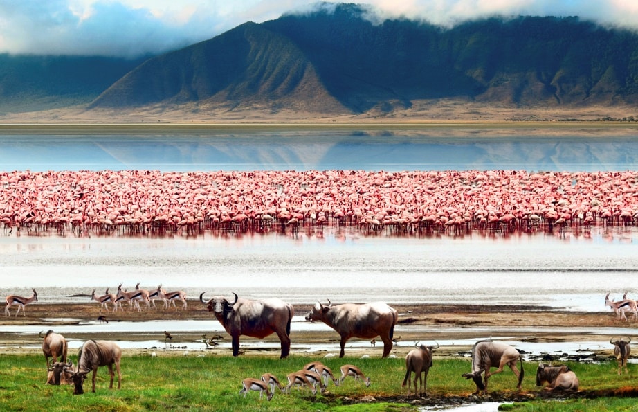 Ол Педжета.