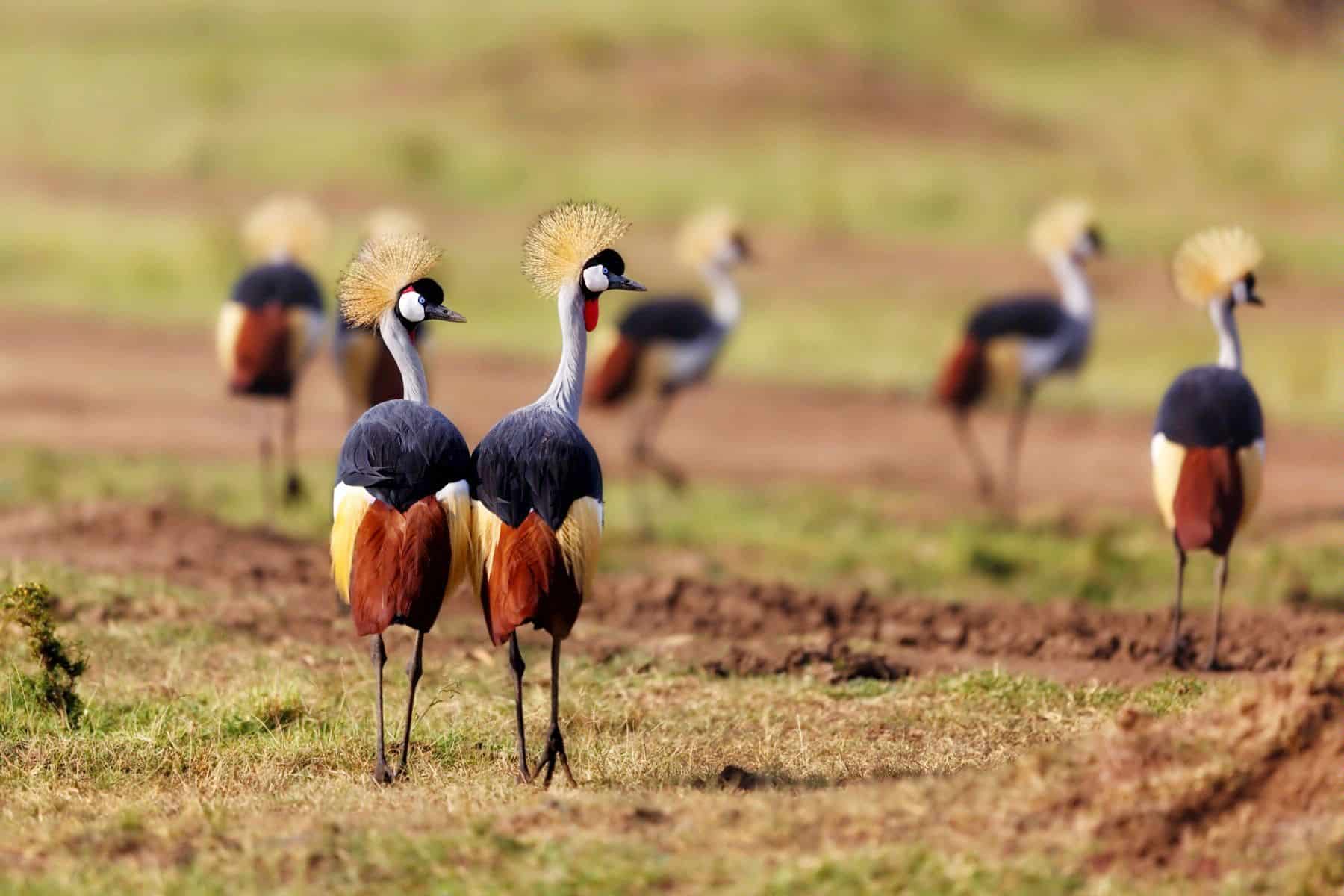 озеро Елементейта. озеро Елементейта.