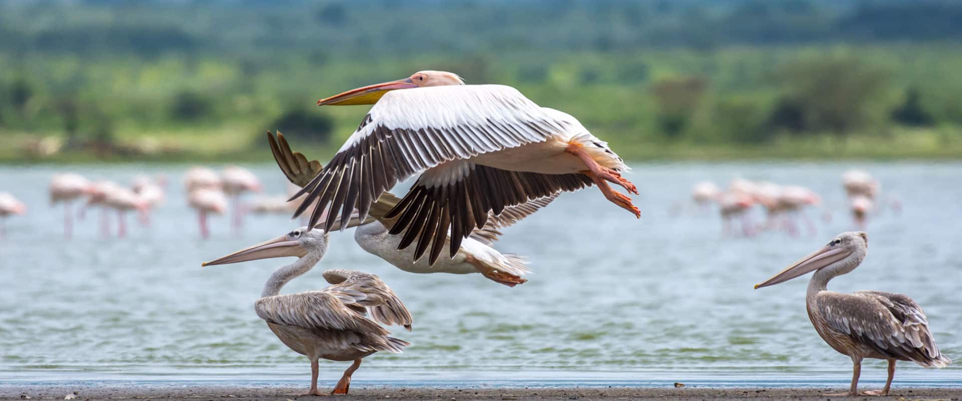 Озеро Елементейта