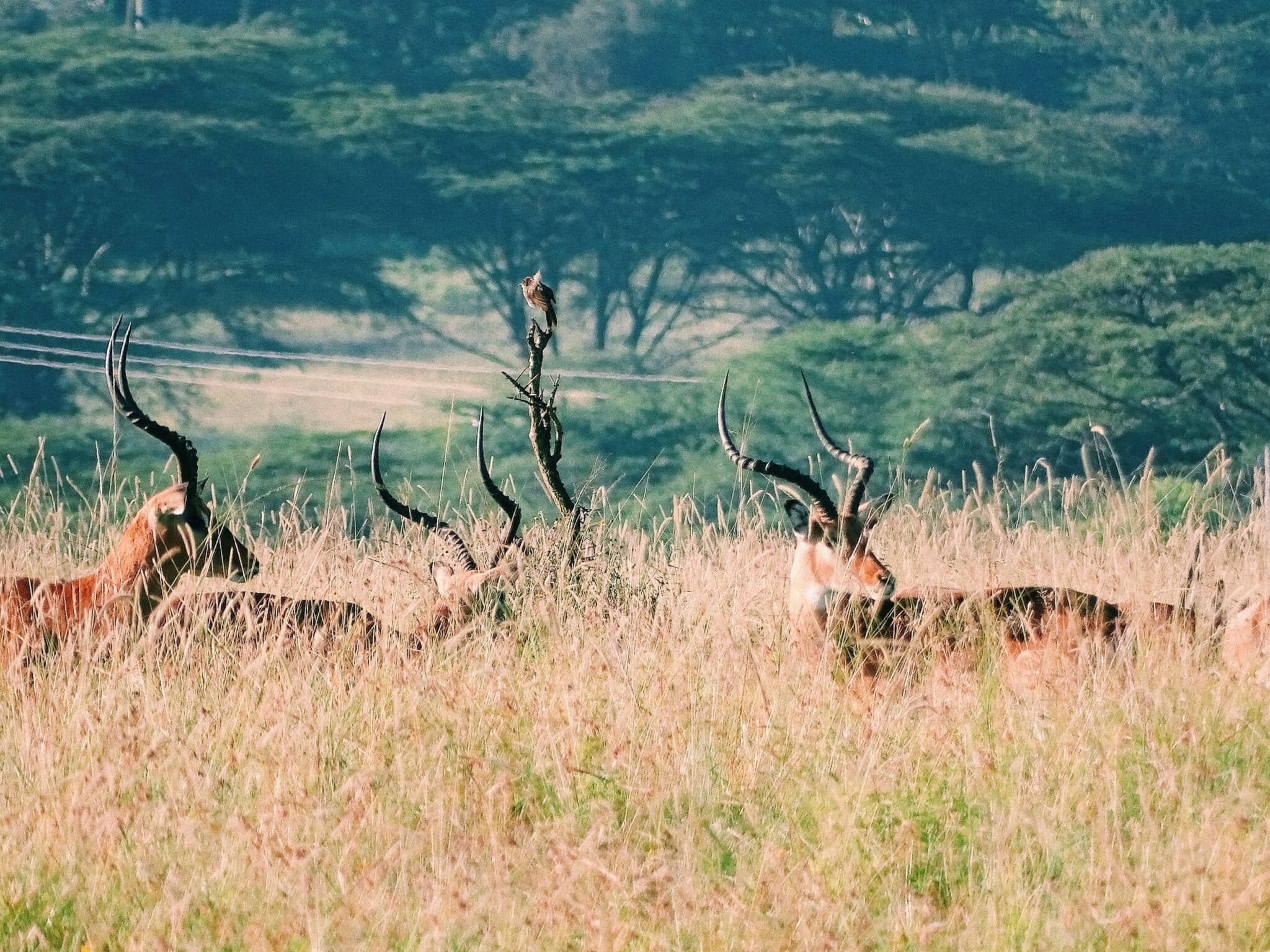 Національний парк Масаї Мара