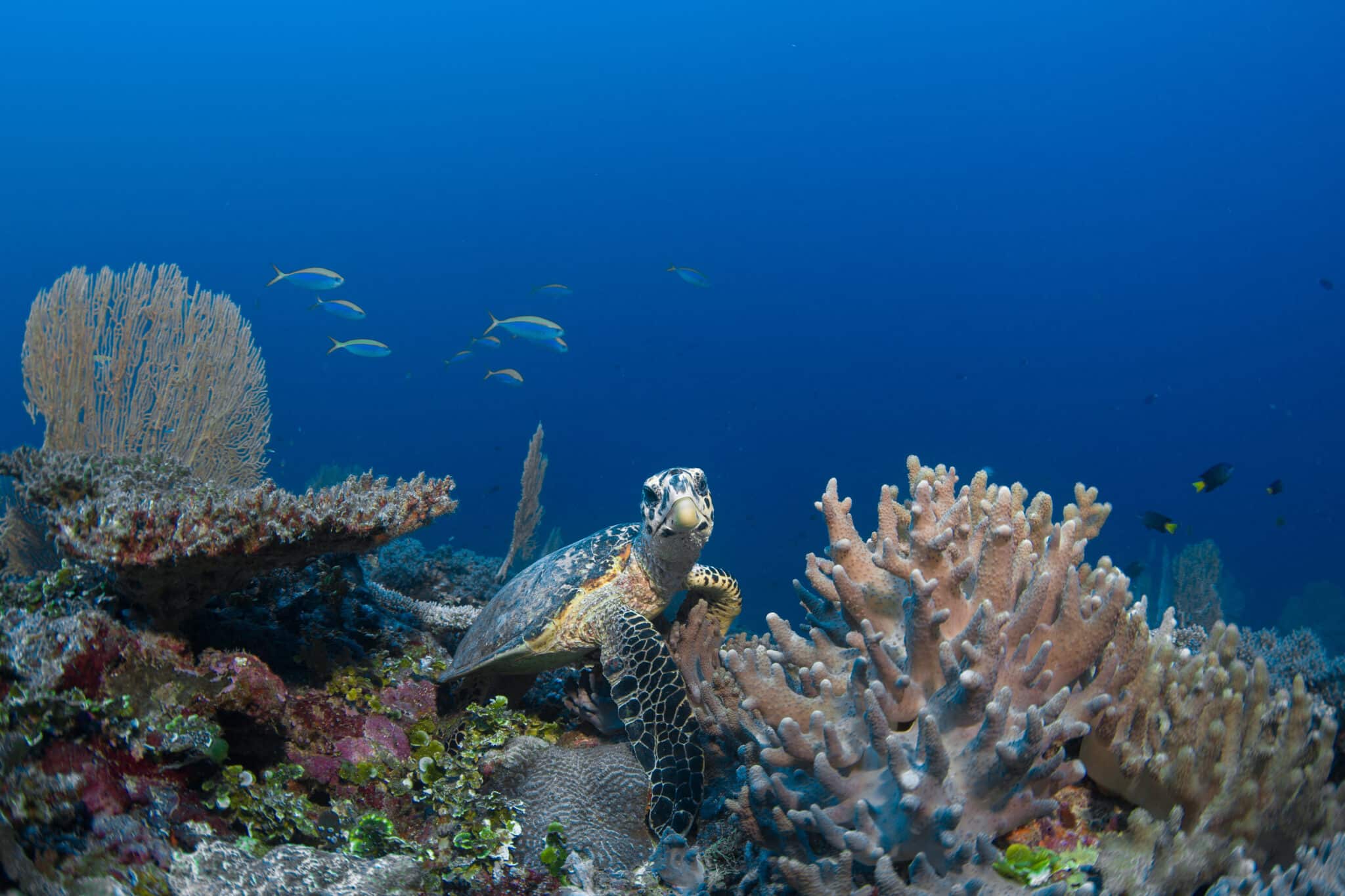 Поблизу острова розташований мальовничий кораловий риф, де часто зустрічаються дельфіни та черепахи.